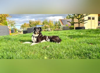 Yaron - ein echter Gentleman mit Schnurrbart und Herz