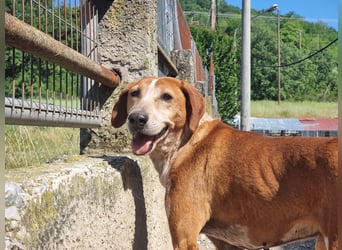 Carlo - ein wunderbarer Hund, der endlich gesehen werden möchte