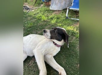 Lotte – Lebensfrohes Pointermädchen sucht aktive Familie!