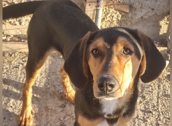 Cupcake  aus einem kleinen Kämpfer ist ein schöner junger Hund geworden