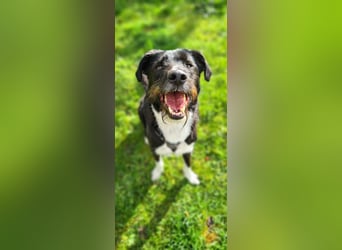 Yaron - ein echter Gentleman mit Schnurrbart und Herz