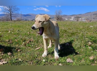 Snoopy – ein kleiner Kämpfer mit großem Herzen