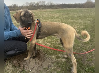 Samson - sanfter Herzenshund sucht sein Zuhause