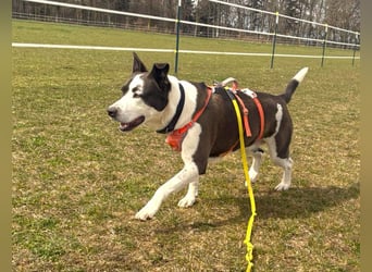 Oca – treue Schmusehündin mit großem Herzen