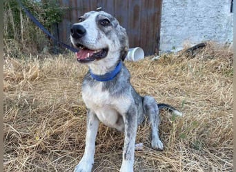 Babis - eine lebensfrohe Abenteurerin sucht ihr Zuhause