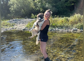 Eva - eine wunderschöne junge Hundedame sucht ihr Happy End