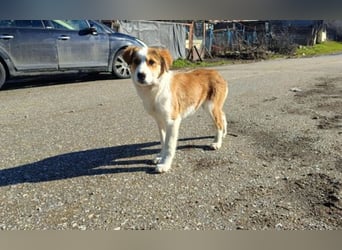 Nelly – ein kleiner Schatz auf der Suche nach Liebe