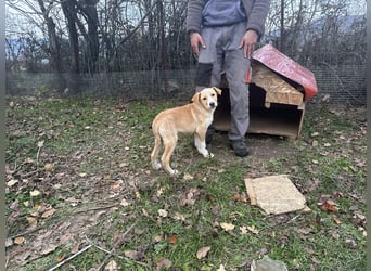 Niko – ein lebensfroher Herzenshund auf der Suche nach seinem Zuhause