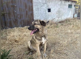 Leo - ein neugieriger Entdecker sucht seine Familie