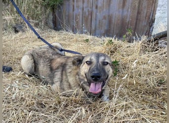 Leo - ein neugieriger Entdecker sucht seine Familie