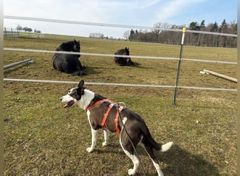 Oca – treue Schmusehündin mit großem Herzen