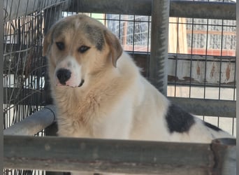 Henry - ein sanfter Entdecker