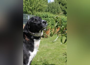 Samu -  Lustiger Jungspunt sucht sein Für-immer-Zuhause