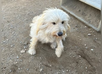 Angel - unser Engel sucht ihr Glück