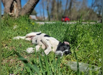 Porthos - ein fröhlicher kleiner Sonnenschein