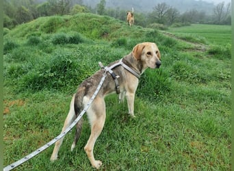 Paddy – der Gute-Laune-Hund