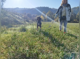 Carlo - ein sanftes Herz sucht sein Glück
