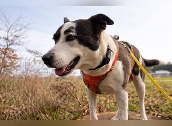 Oca – treue Schmusehündin mit großem Herzen