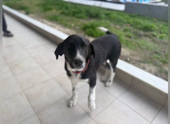 Mr. Big - kleiner Schauspieler mit großem Herzen