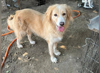 Kitty - Ein Herz voller Mut und Liebe sucht ein Zuhause