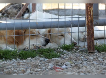 Blanca – sanfte Beobachterin mit großem Herz