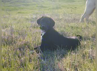 Aramis - ein sanfter kleiner Held auf vier Pfoten