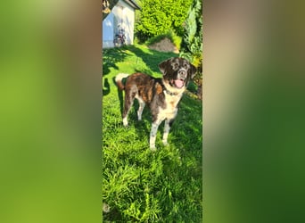 Samu -  Lustiger Jungspunt sucht sein Für-immer-Zuhause