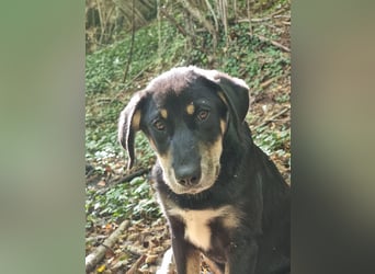 Fido - ein leises Herz, das endlich Vertrauen lernen darf
