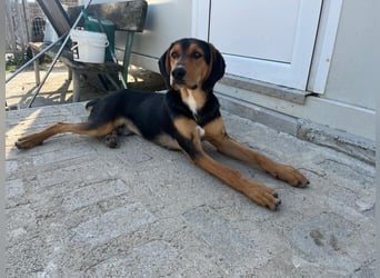 Cupcake  aus einem kleinen Kämpfer ist ein schöner junger Hund geworden