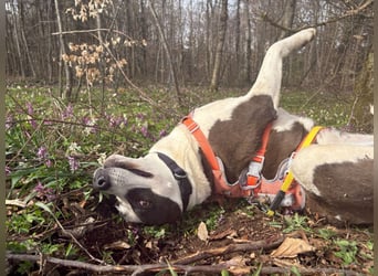 Oca – treue Schmusehündin mit großem Herzen