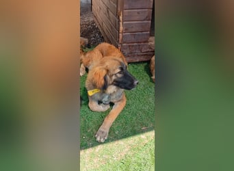 Sami - Ein verspielter Wirbelwind sucht sein Zuhause!