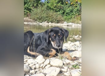 Fido - ein leises Herz, das endlich Vertrauen lernen darf
