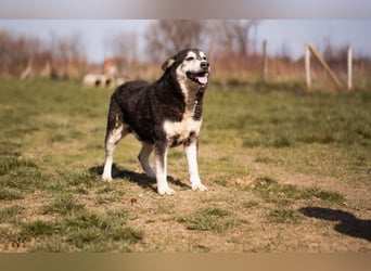 Husky Mischling Maki