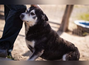 Husky Mischling Maki