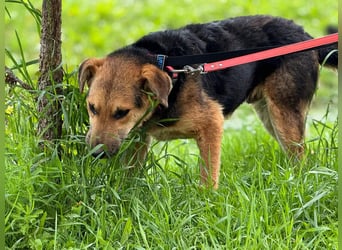 Kongo – kuscheliger Junghund sucht Schoss