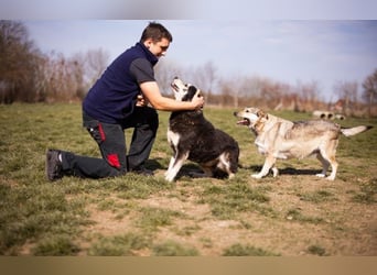 Husky Mischling Maki