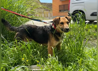 Kongo – kuscheliger Junghund sucht Schoss