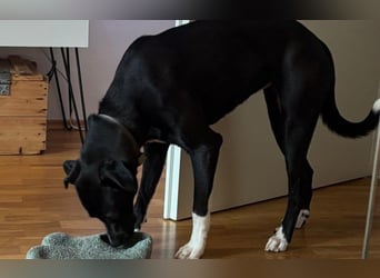 Sportskanone Maya