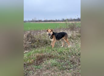 Kongo – kuscheliger Junghund sucht Schoss