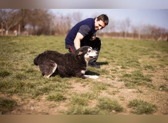 Husky Mischling Maki