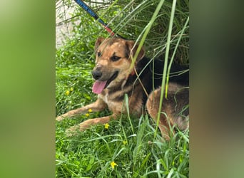 Kongo – kuscheliger Junghund sucht Schoss