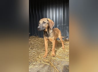 Süßer Pepper