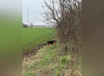 Kongo – kuscheliger Junghund sucht Schoss