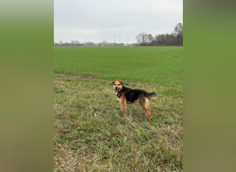 Kongo – kuscheliger Junghund sucht Schoss