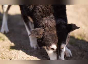 Husky Mischling Maki