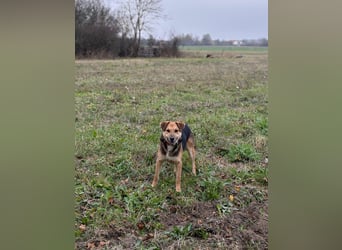 Kongo – kuscheliger Junghund sucht Schoss