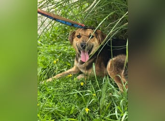 Kongo – kuscheliger Junghund sucht Schoss