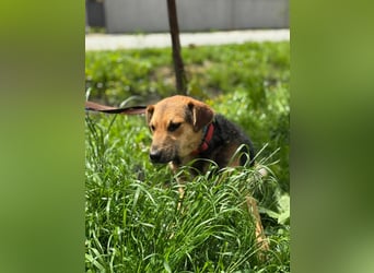 Kongo – kuscheliger Junghund sucht Schoss