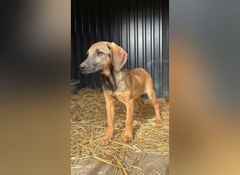 Süßer Pepper