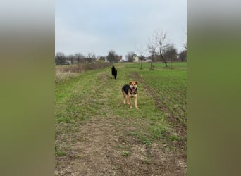 Kongo – kuscheliger Junghund sucht Schoss